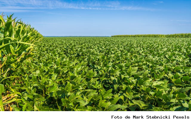 Rio Grande do Sul deve ter aumento de 27,30% na produção de soja e milho em relação à safra passada