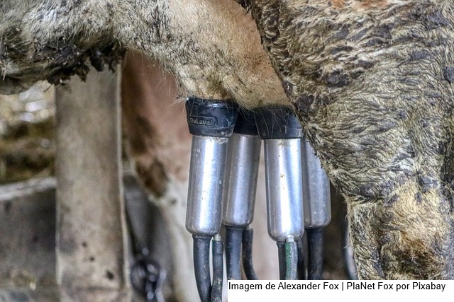 Produção de leite no RS deve cair até 10% devido à seca