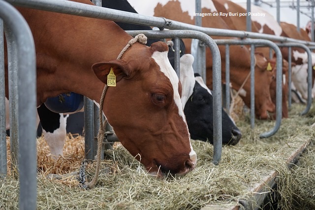 Programa ATeG: Uberlândia (MG) terá grupos de pecuária de corte e agroindústria