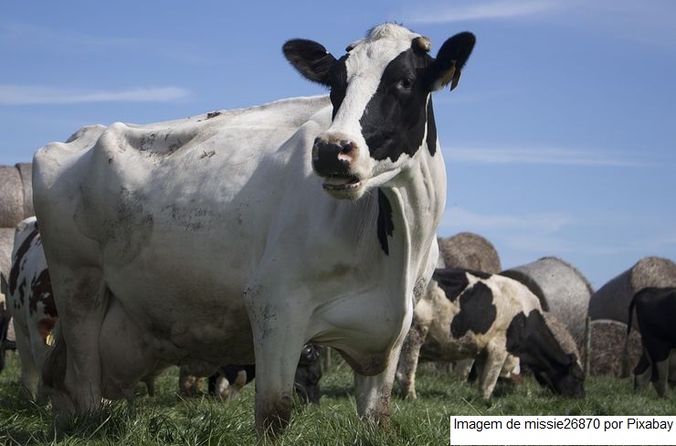 Lei estadual que moderniza medidas de defesa sanitária animal em Sergipe é aprovada na Alese