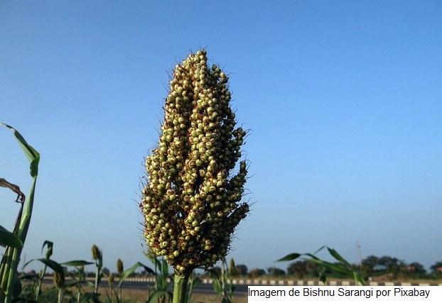 CNA debate expansão do plantio de sorgo no Brasil