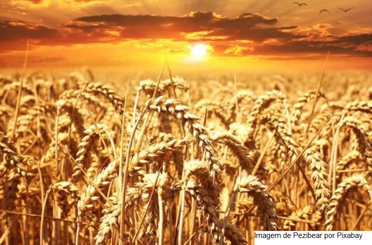 Abitrigo atualiza cartilha do agricultor para o uso de defensivos agrícolas no plantio de trigo