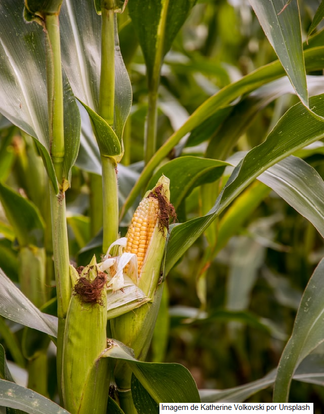 Bactérias aumentam produtividade em lavouras de arroz, feijão e milho