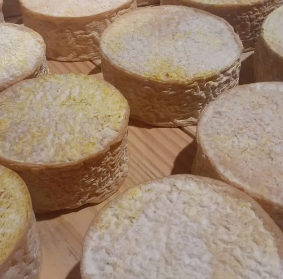 Dia Mundial do Queijo: conheça queijos mineiros premiados internacionalmente