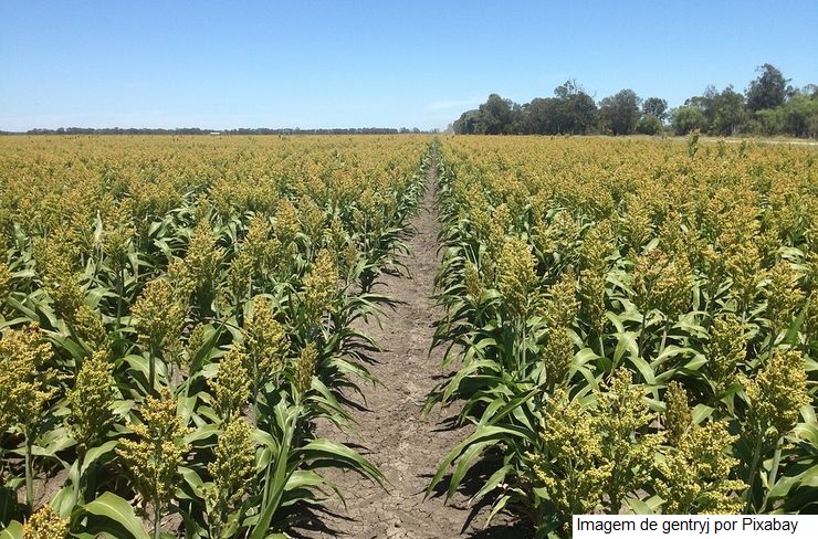 Produção de sorgo dispara no país