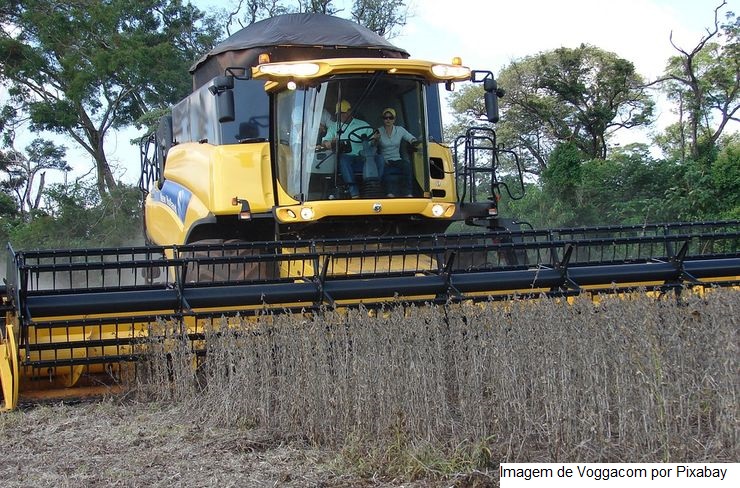 Soja: Imea eleva projeção de produtividade em 0,64% diante chuvas