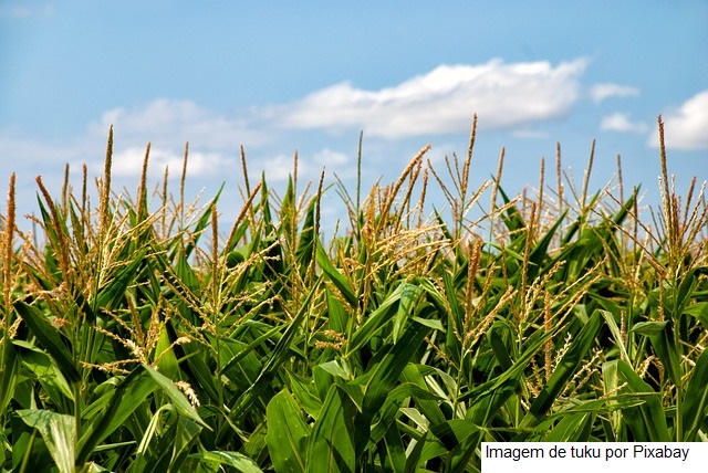 USDA: Embarques semanais de soja, milho e trigo dos EUA ficam dentro das expectativas do mercado
