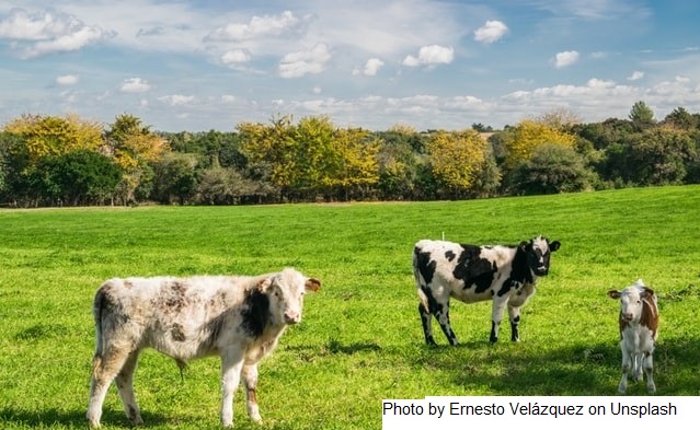 Uruguai – Com três fortes altas, produtores esperam preço melhor do leite em fevereiro