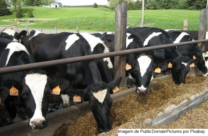 Cadeia leiteira é alvo da capacitação oferecida pela Secretaria de Agricultura e Abastecimento no VI Encontro de Boas Práticas na Pecuária Leiteira