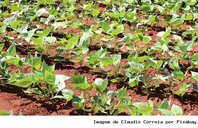 Centro-Noroeste de Minas Gerais recebe novo projeto para ampliar produção sustentável de grãos