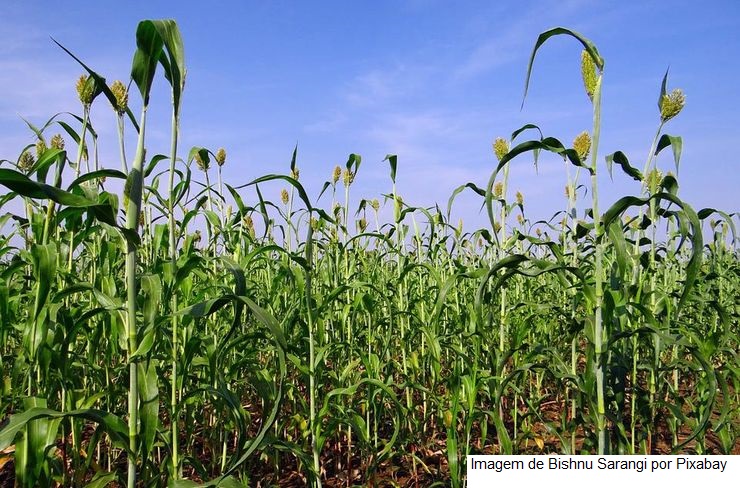 Sorgo pode ser alternativa para alimentar gado leiteiro no inverno