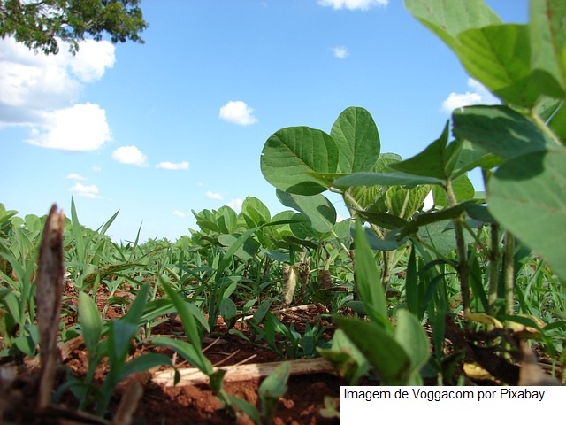 Mapa publica 44 registros de defensivos agrícolas, sendo sete de baixo impacto