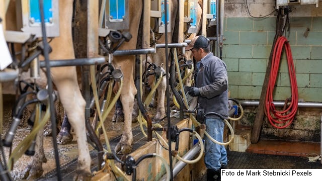 Secretaria de Agricultura envolve parceiros para discutir a cadeia produtiva do leite