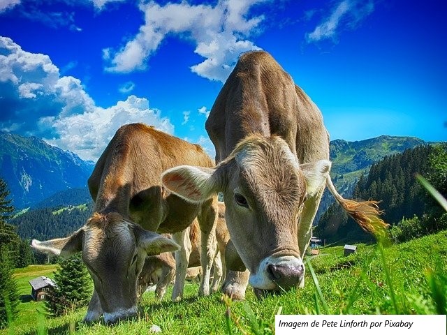 Dia Nacional da Pecuária: Secretaria de Agricultura de SP contribui com ações para alavancar o setor
