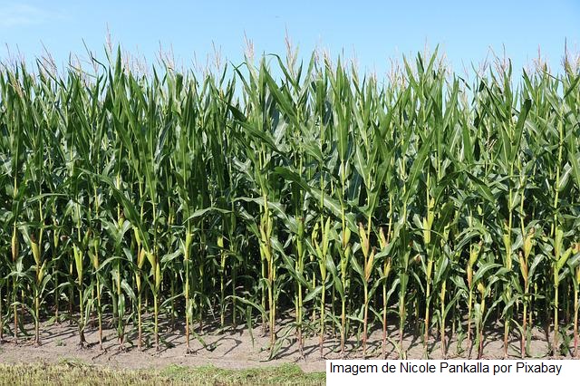 Grupo quadruplica faturamento após AgroNordeste