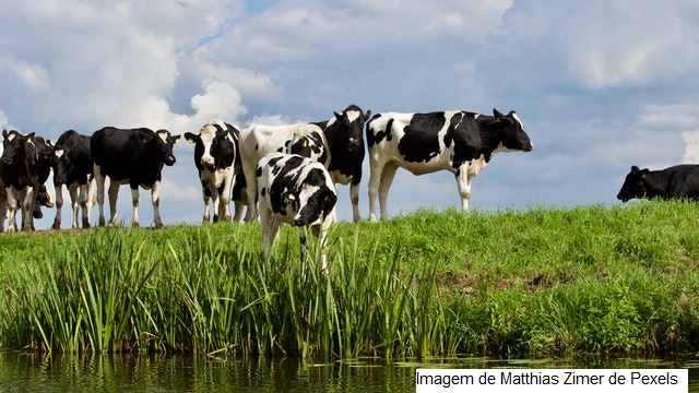 Fase mais importante do ciclo produtivo, o período de transição exige ações coordenadas para atender demanda nutricional de vacas