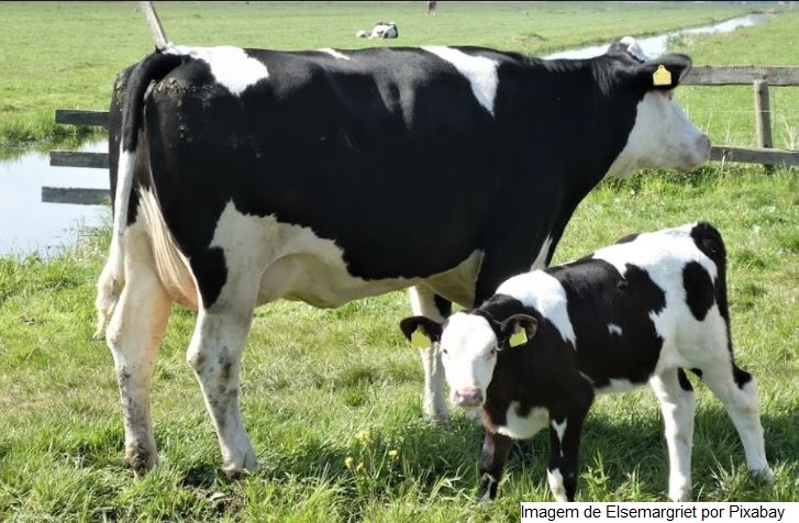 Alimentação do rebanho é tema de Dia de Campo em Campos Borges