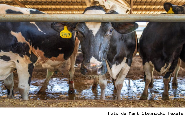 Boletim Agropecuário de julho mostra cenário favorável para a cadeia leiteira