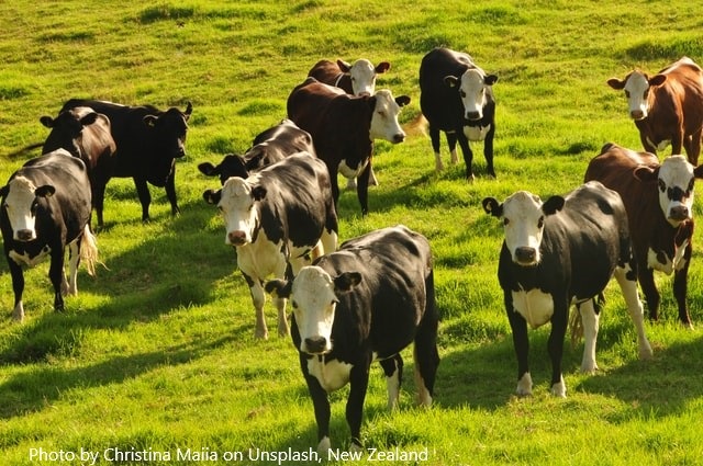 Fonterra mantém centro de inovação em lácteos
