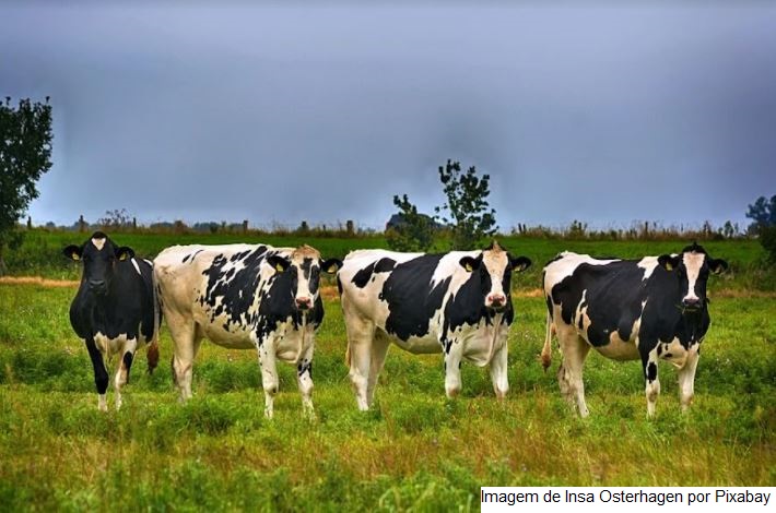 EPAMIG vai testar desempenho de bovinos da raça Gir Leiteiro em diferentes pastagens