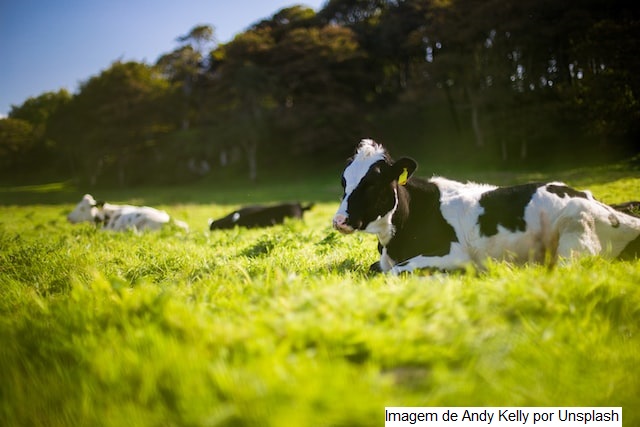 Bem estar animal e seus benefícios