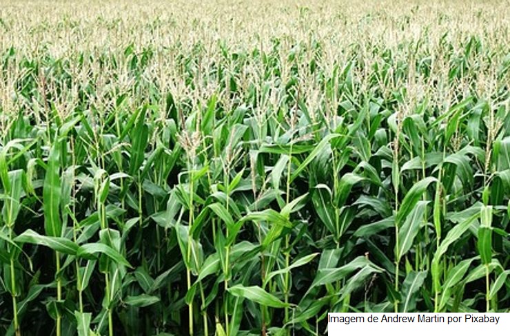 USDA: Vendas semanais de soja dos EUA 22/23 e milho 23/24 ficam acima das expectativas