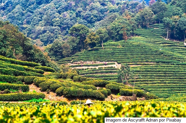 CNA e InvestSP divulgam documento sobre projeções agropecuárias da China para os próximos 10 anos