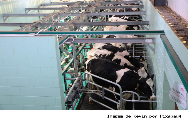 Dia de Campo do Leite reúne produtores e especialistas no Cepaer com foco em produtividade e inovação