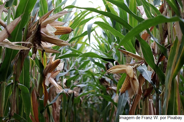 Zoneamento agrícola de risco climático é publicado com destaque para regiões Norte e Nordeste
