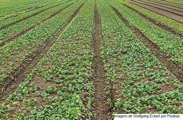 Desembolso do crédito rural soma R$ 188 bilhões em oito meses do Plano Safra