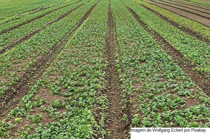 Produzir grãos vai ficar mais caro na próxima safra, diz FecoAgro/RS