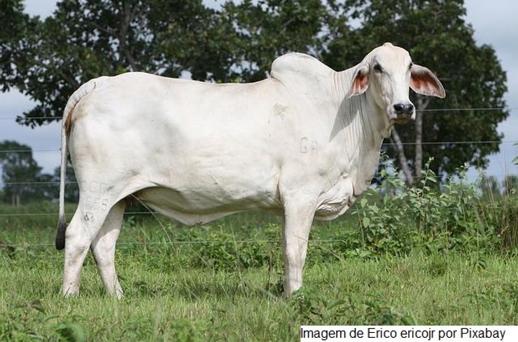 Fórum Estadual da Febre Aftosa vai debater a biosseguridade no campo