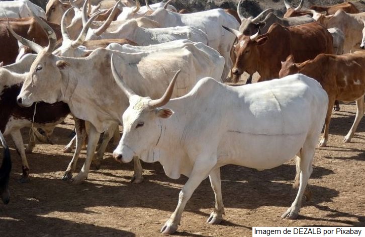 Soja, milho e carne bovina puxam valor da produção agropecuária, que supera R$ 1,1 trilhão para este ano