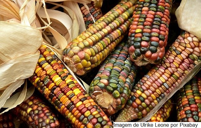 SC pode aumentar produção anual de milho em 2,5 milhões de toneladas sem ampliar área plantada