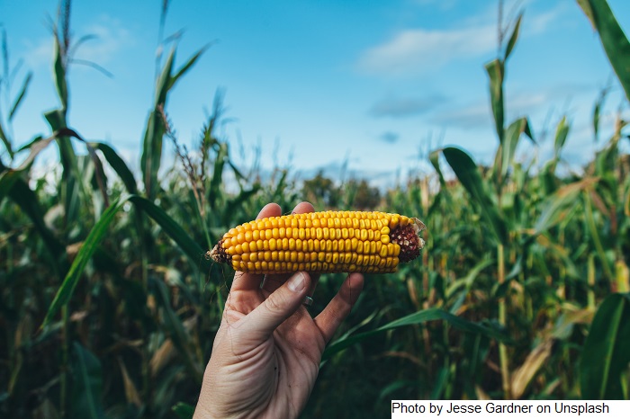USDA: relatório aponta melhores condições para soja, mas reduz qualidade no milho