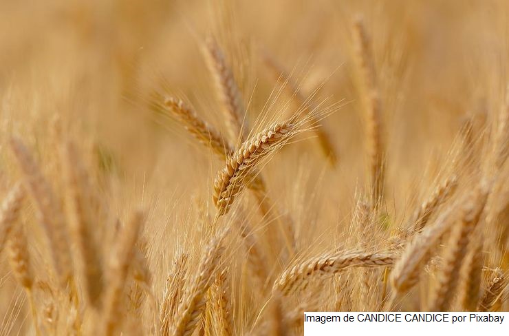 TRIGO/CEPEA: Preços do trigo seguem renovando máximas