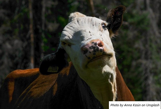 Holanda – Um caso de vaca loca acende o sinal de alerta sobre a segurança alimentar na região