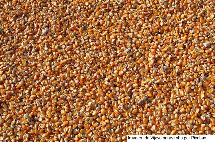 USDA: Plantio de soja e milho dos EUA avançam na última semana, mas deve ganhar mais ritmo nos próximos dias