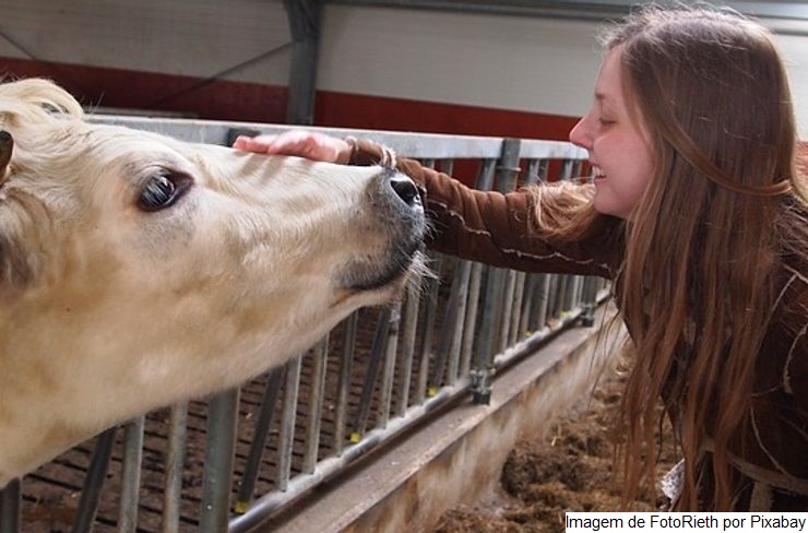 Instituto de Zootecnia comprova aumento da produtividade de vacas leiteiras que recebem carinho
