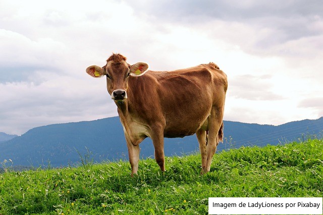 50 anos de pesquisa: Epagri quer tirar pecuária do papel de vilã do aquecimento global