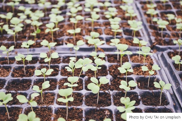 Uma planta OGM muda de cor ao detectar pesticidas proibidos