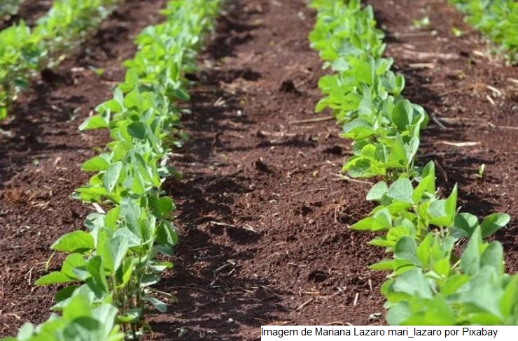Imagens de satélite analisadas pela Epagri apontam aumento das lavouras de soja em municípios de Campos de Lages