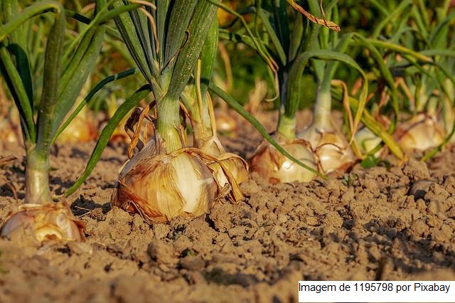 Portaria que reconhece a adoção das boas práticas agrícolas entra em vigor em julho