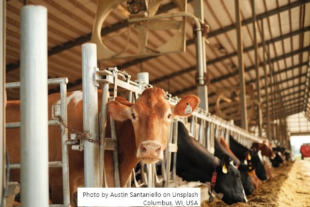 EUA – Censo Agrícola de 2022 mostra que a consolidação da produção de leite continua