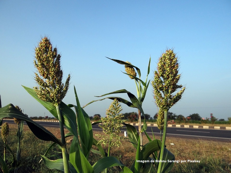 Zoneamento agrícola do sorgo forrageiro já está disponível para produtores rurais