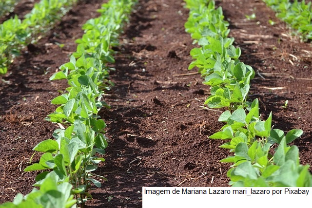 Embrapa lança três cultivares de soja na Tecnoshow