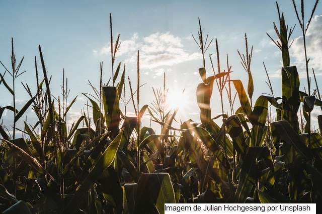 Exportações agrícolas da Ucrânia somam 2,5 mi t em Junho, diz ministro