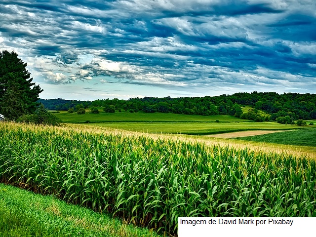 USDA traz estoques trimestrais de soja e milho dos EUA abaixo da média das expectativas