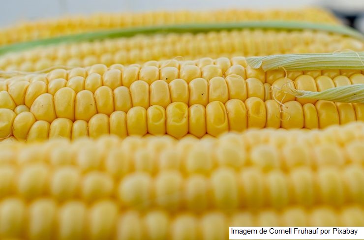 Produtores em Mato Grosso temem falta de espaço em armazéns para o milho