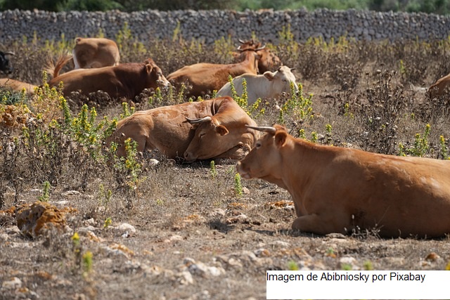 Argentina – As fazendas leiteiras esperam as chuvas “decisivas” para recuperar a produção